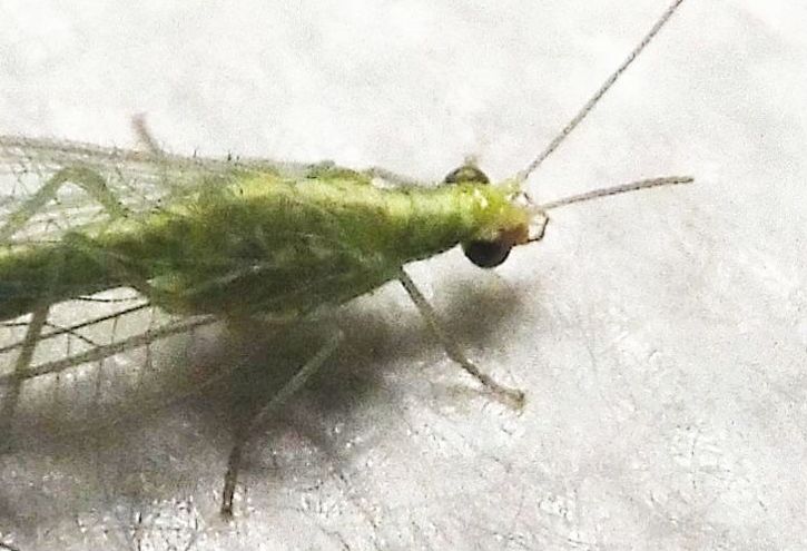 Chrysoperla sp.